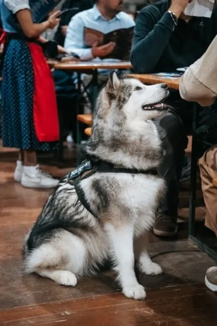 Un serata al Paulaner Oktoberfest Torino